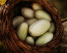 Dragon's Egg Cucumber