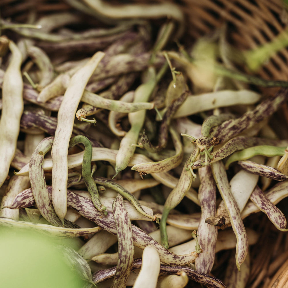 Dragon's Tongue Bean