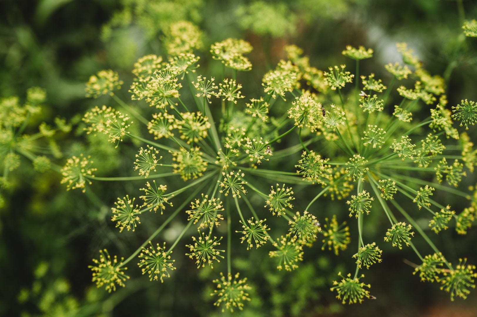 plant dill seed Dukat Dill