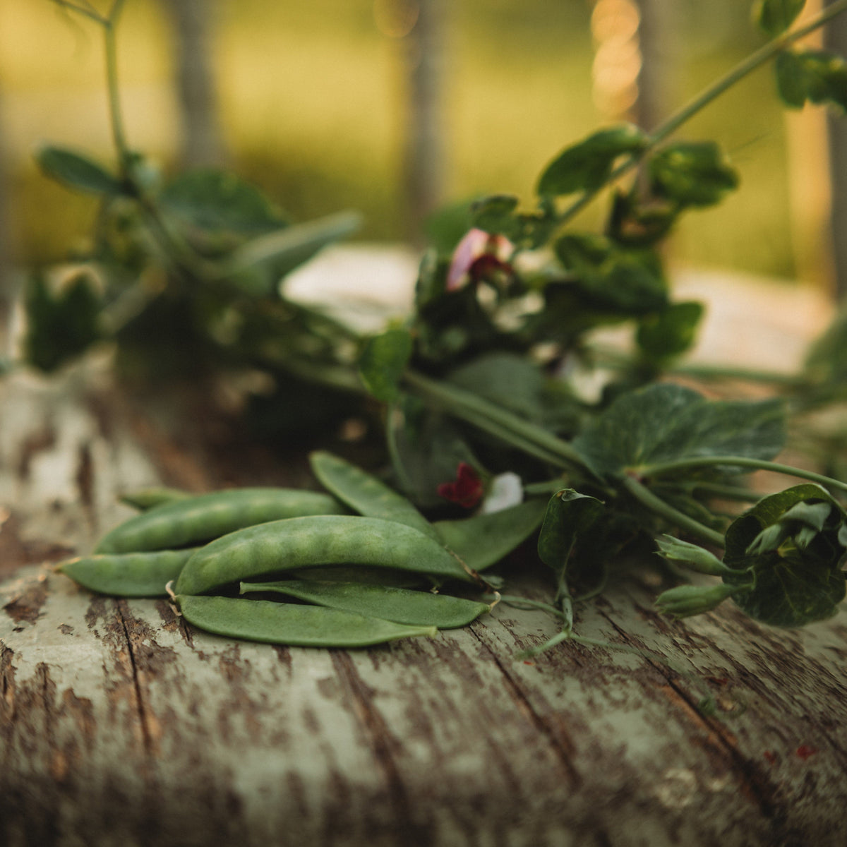 Dwarf Grey Sugar Snap Pea