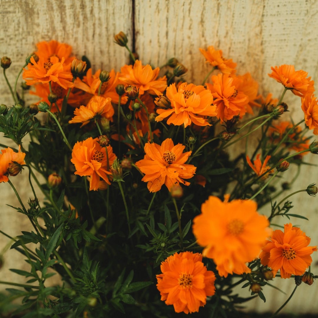 Dwarf Orange Sulphur Cosmos