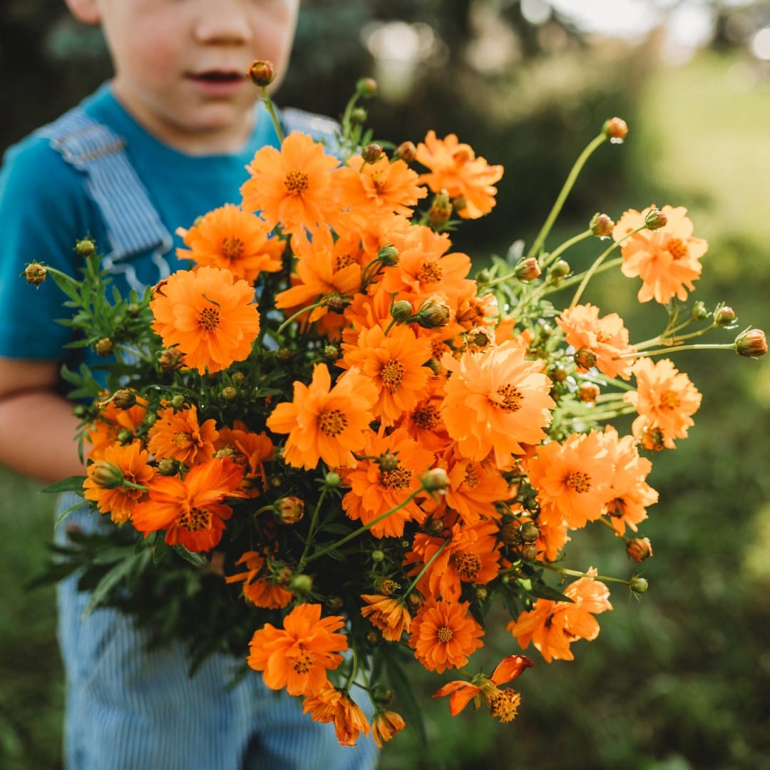Dwarf Orange Sulphur Cosmos - Thresh Seed Co.