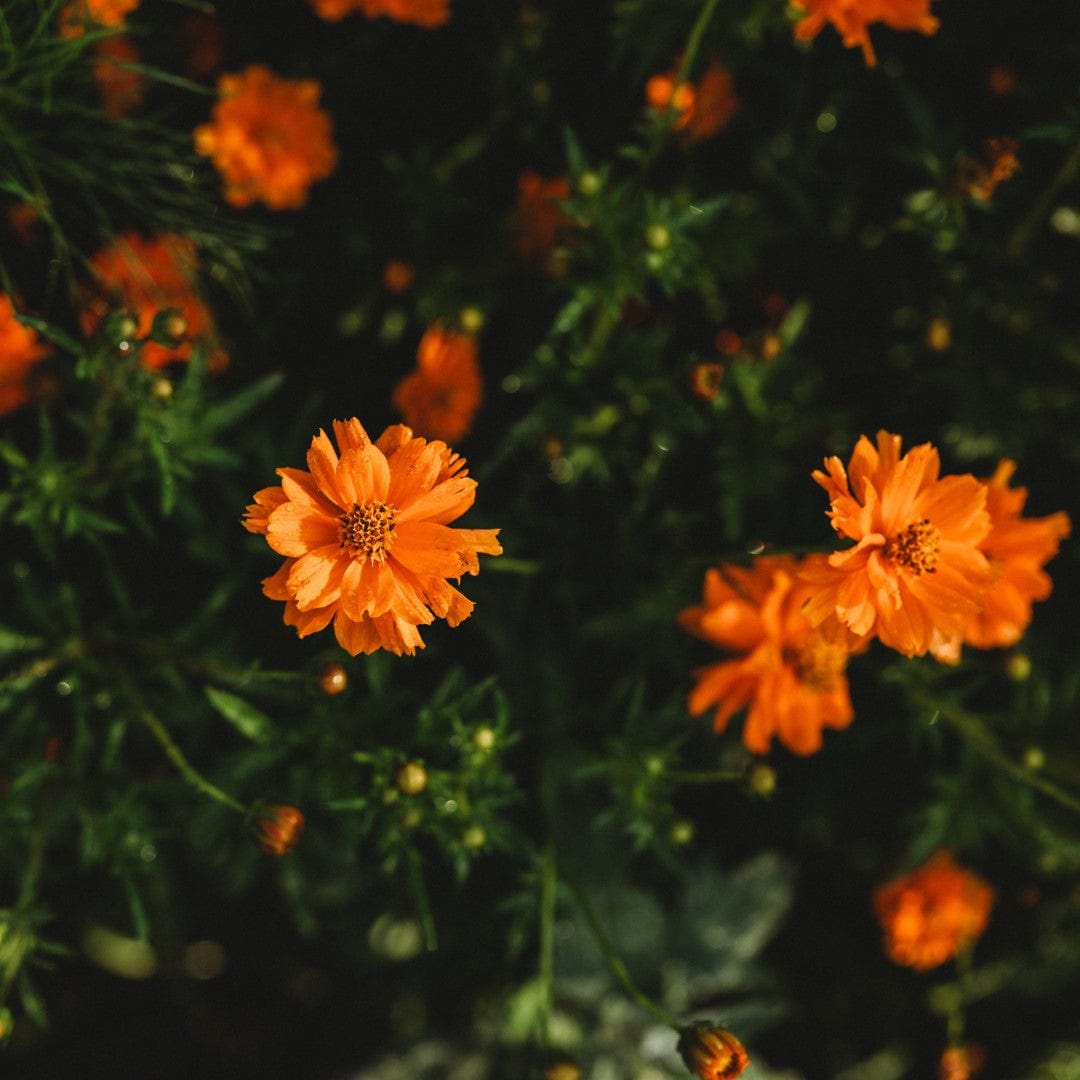 Dwarf Orange Sulphur Cosmos