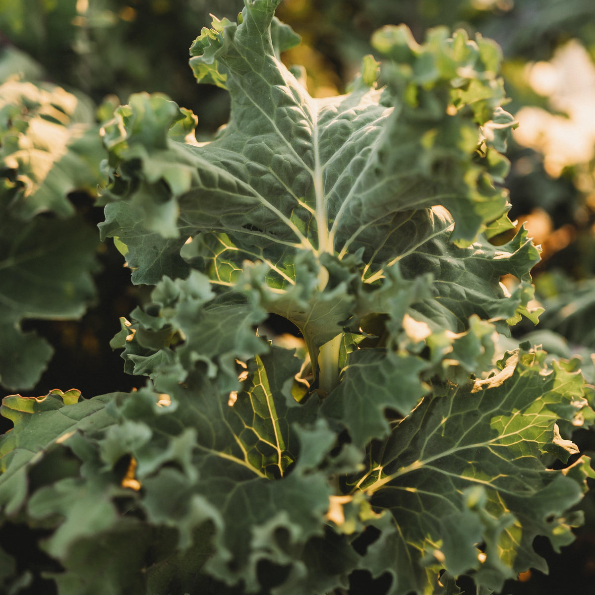 Dwarf Siberian Kale