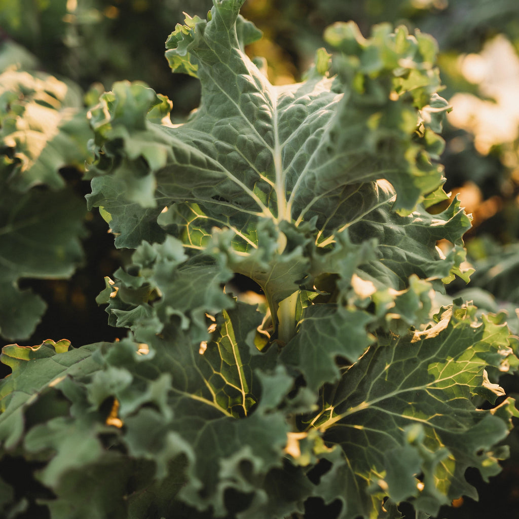 Dwarf Siberian Kale Seeds