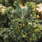 Dwarf Siberian Kale Seeds