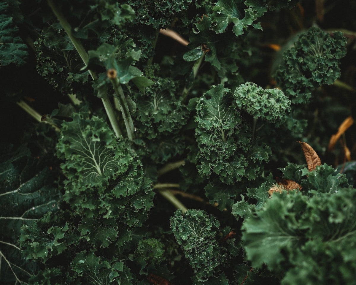 Dwarf Siberian Kale