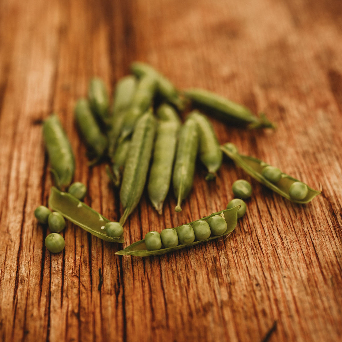 First Ever Pea Early Alaska Pea - Thresh Seed Co.