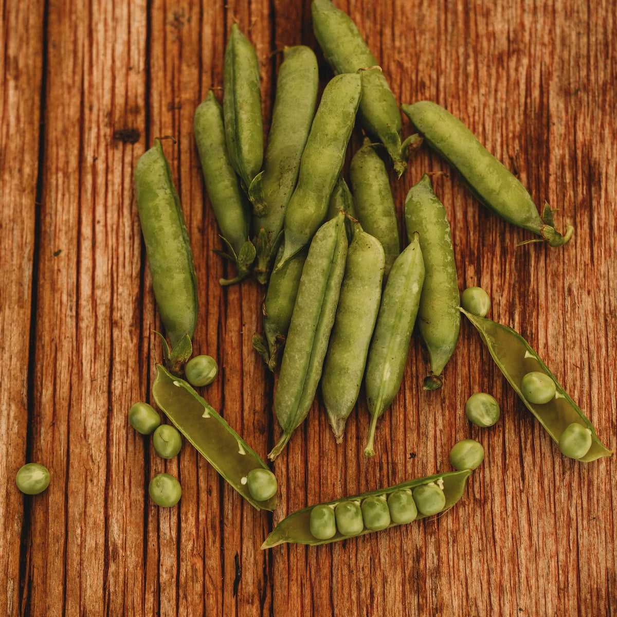 First Ever Pea Early Alaska Pea - Thresh Seed Co.