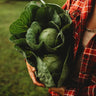 Early Golden Acre Cabbage
