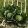 Early Golden Acre Cabbage