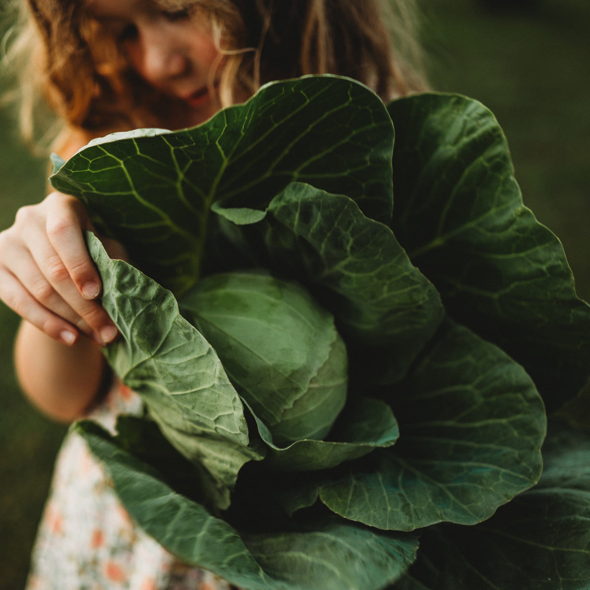 Early Golden Acre Cabbage