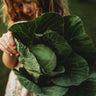 Early Golden Acre Cabbage