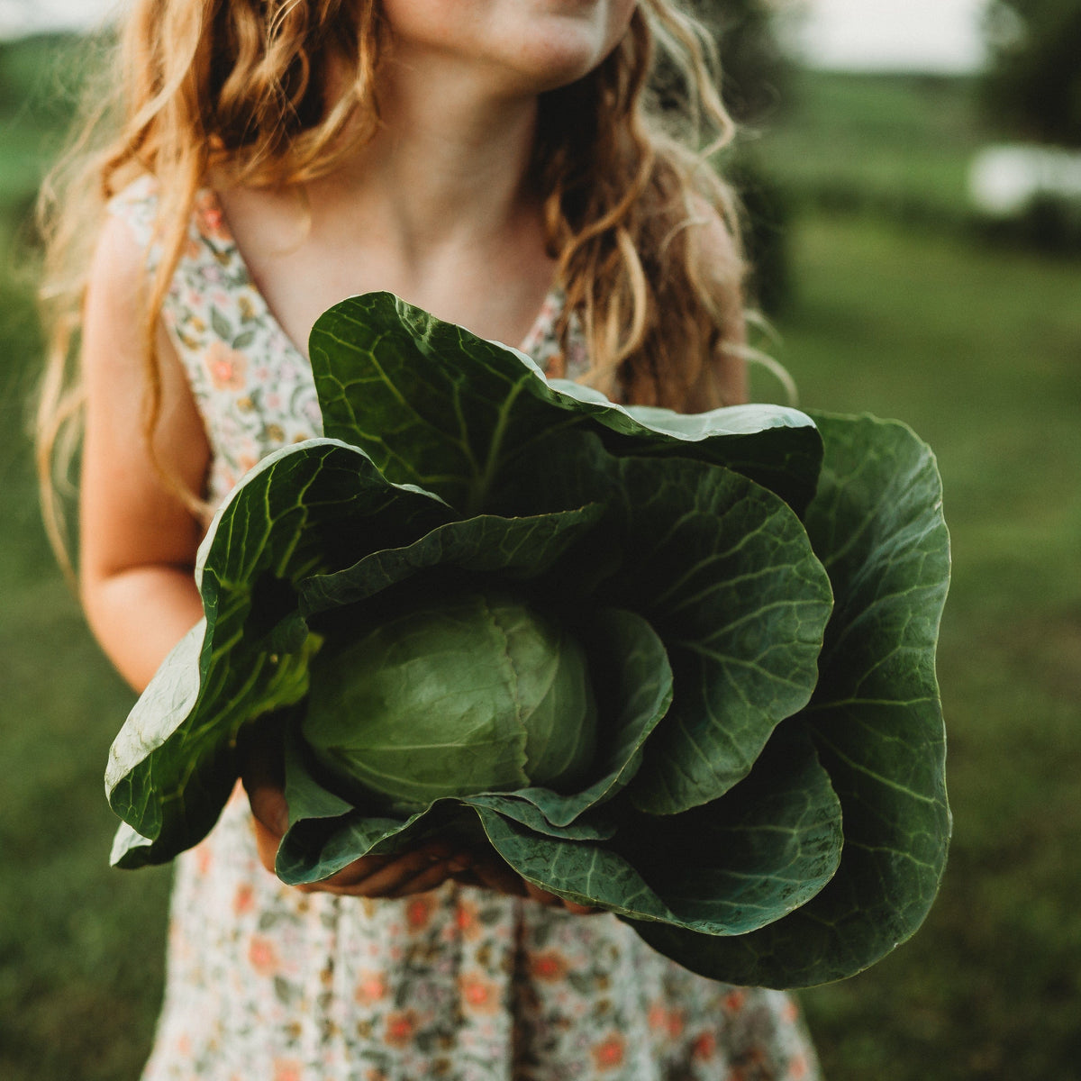 Early Golden Acre Cabbage