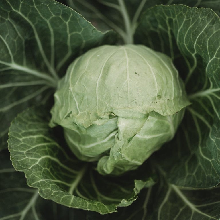 Early Golden Acre Cabbage