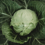 Early Golden Acre Cabbage Seeds