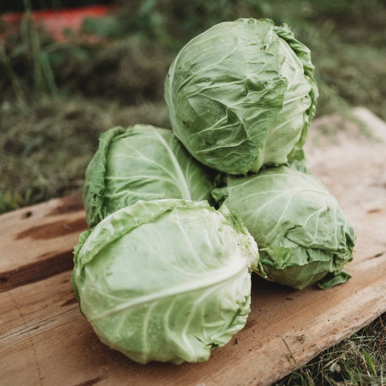 Early Golden Acre Cabbage