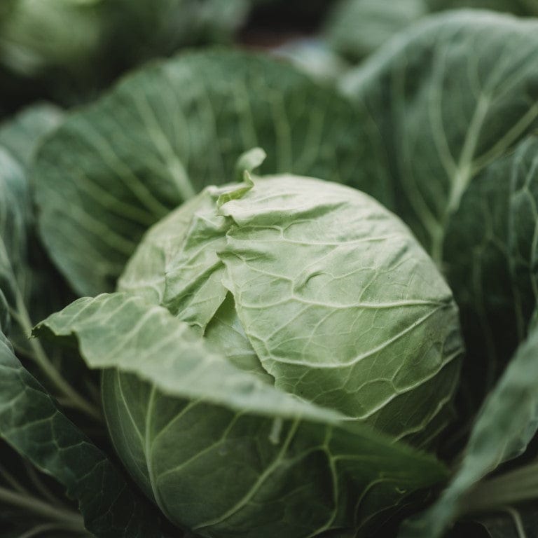 Early Golden Acre Cabbage