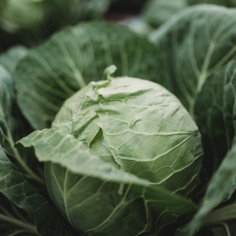 Early Golden Acre Cabbage Seeds