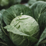 Early Golden Acre Cabbage Seeds