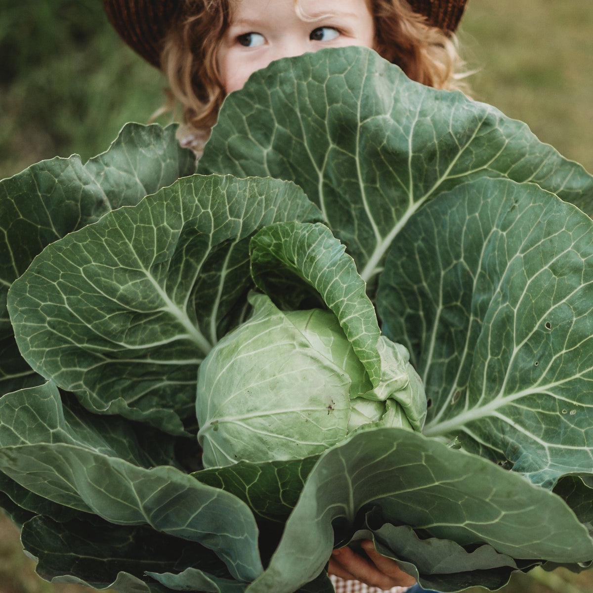 Early Golden Acre Cabbage