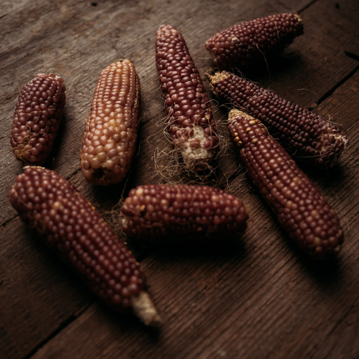 Early Pink Pearl Popcorn