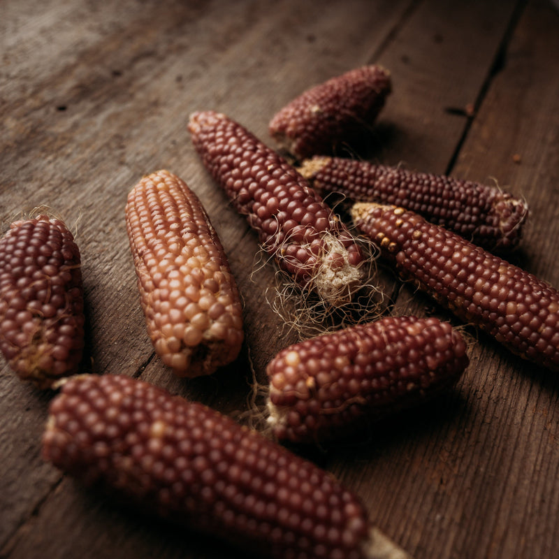 Early Pink Pearl Popcorn