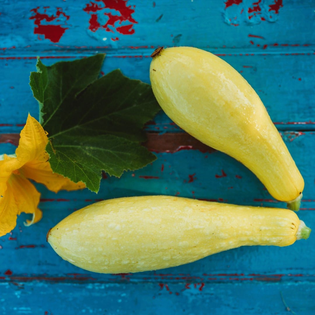 Early Prolific Straightneck Squash - Thresh Seed Co.