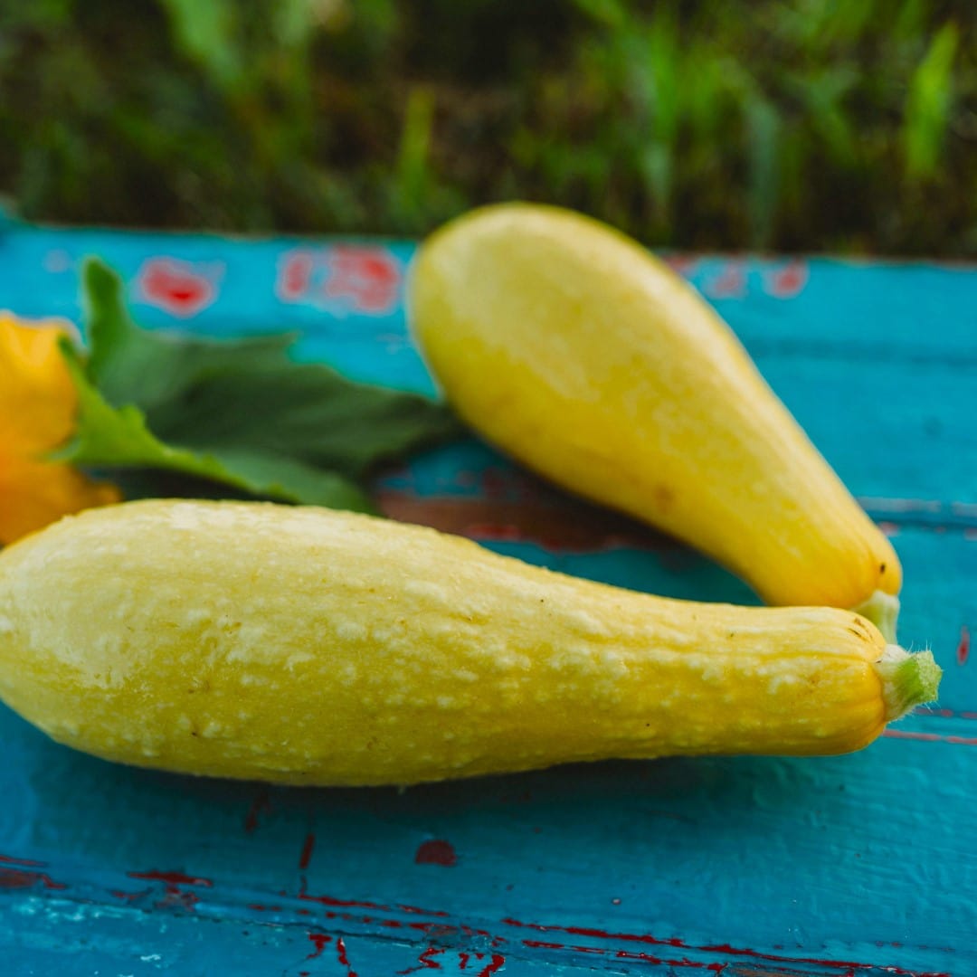 Early Prolific Straightneck Squash - Thresh Seed Co.