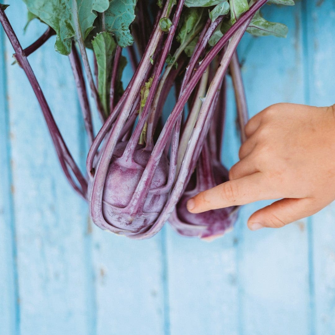 Early Purple Vienna Kohlrabi