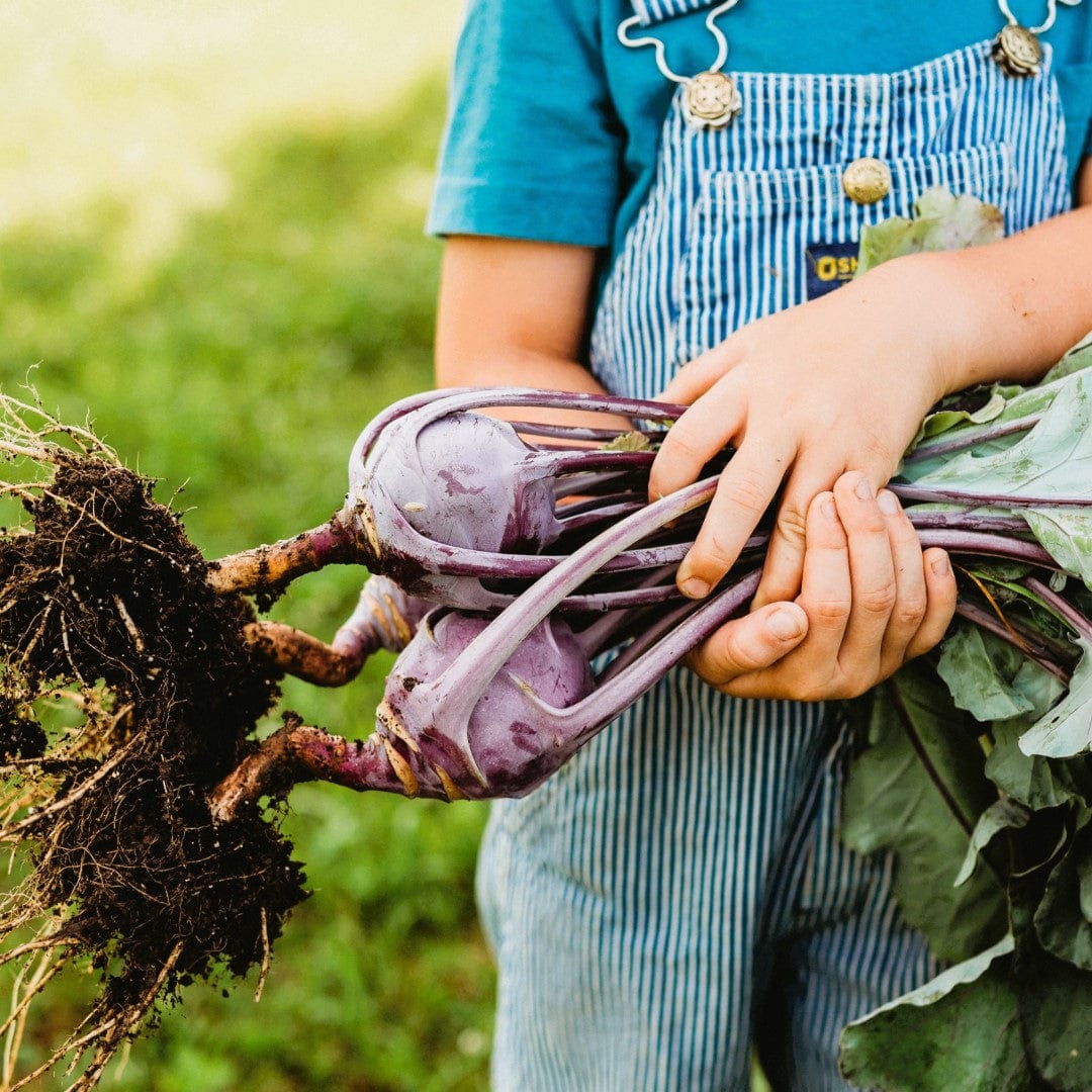 Early Purple Vienna Kohlrabi