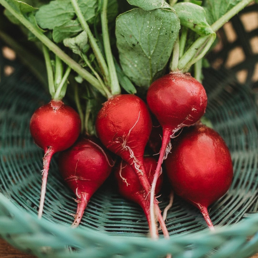 Early Scarlet Globe Radish