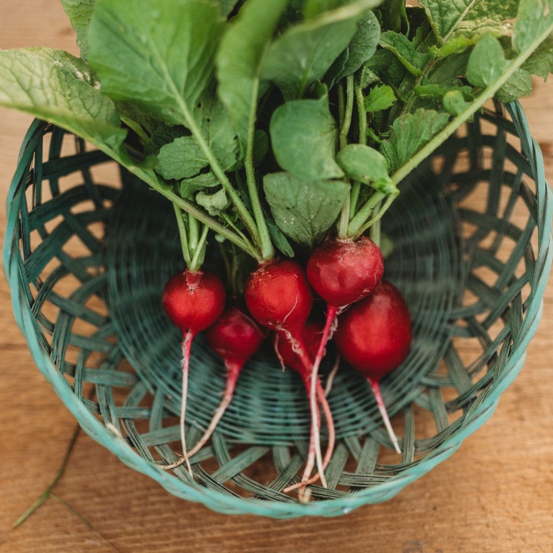 Early Scarlet Globe Radish