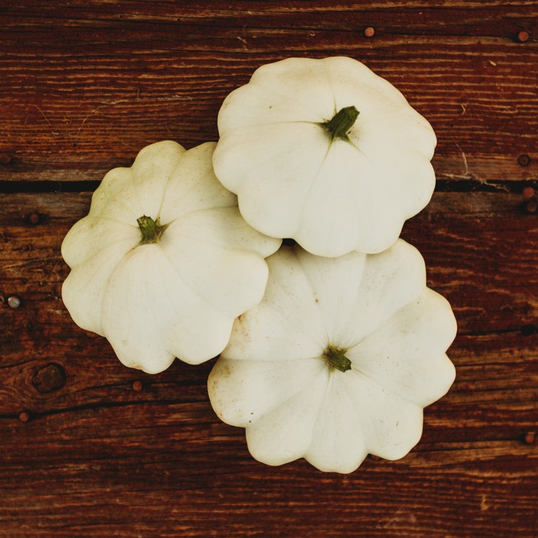 Early White Bush Scallop (White Patty Pan) Summer Squash Seeds