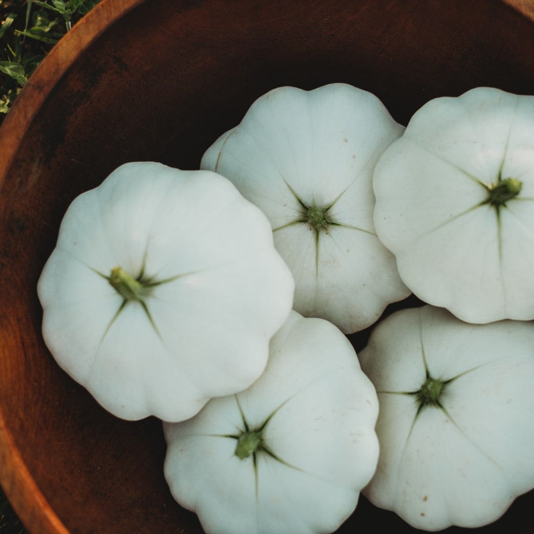 Early White Bush Scallop Summer Squash Seeds – 20 Seeds, Non-GMO, White Patty Pan – Green Garden Seeds