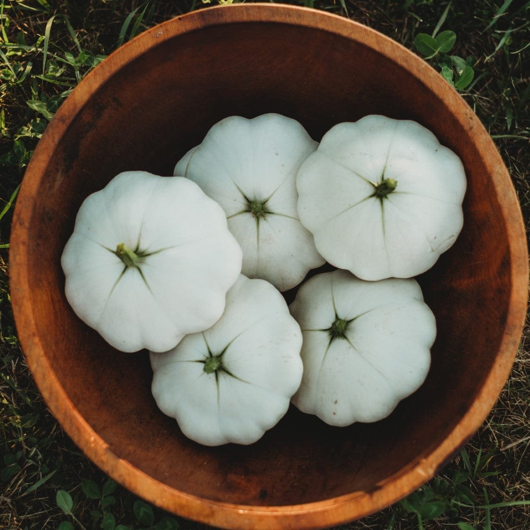 Early White Bush Scallop (White Patty Pan) Summer Squash