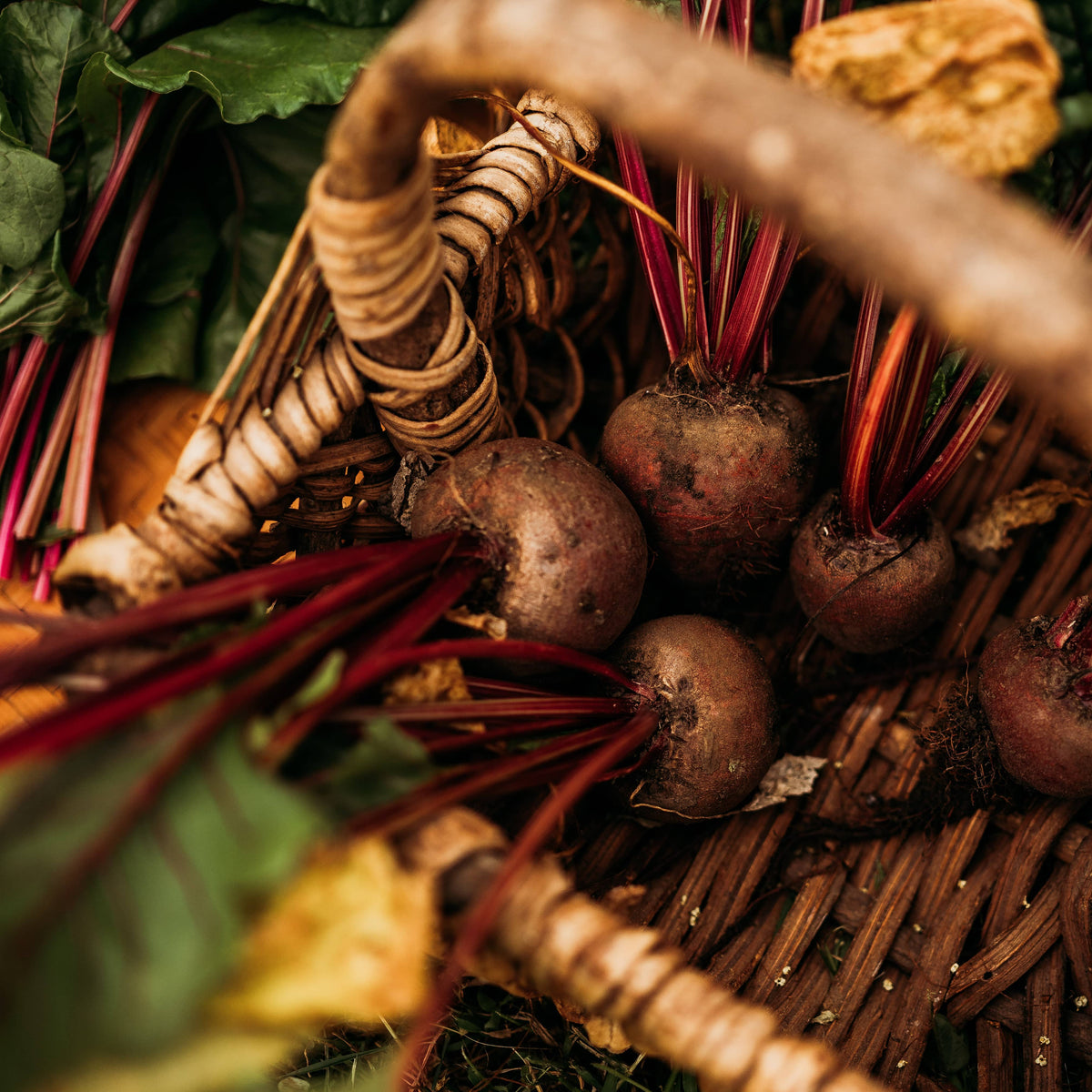 Early Wonder Beet