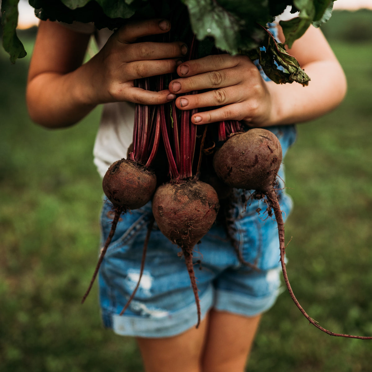 Early Wonder Beet