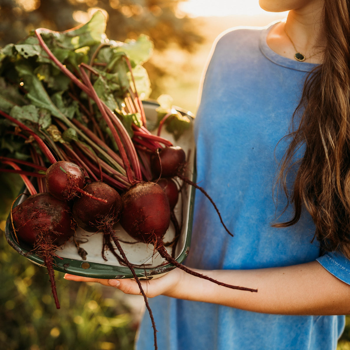 Early Wonder Beet