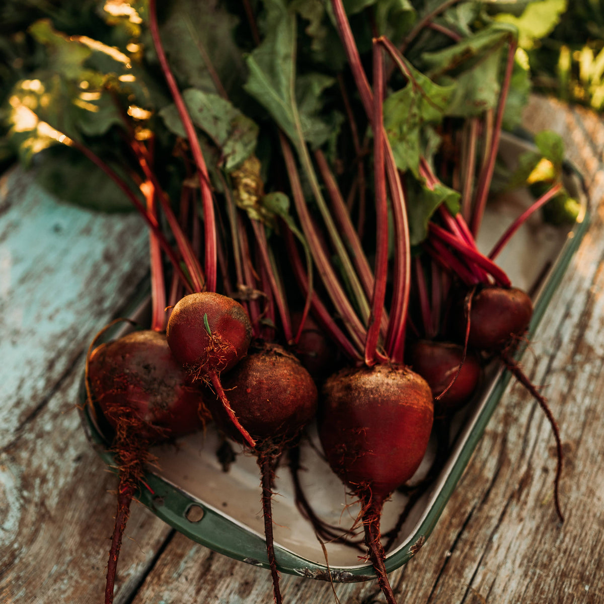 Early Wonder Beet