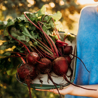 Early Wonder Beet