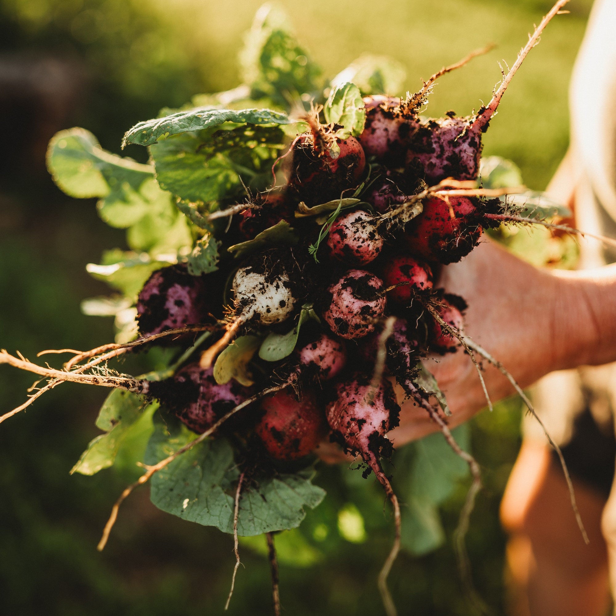 easter egg plant seeds Easter Egg Radish Mix, Packet (150 Seeds)