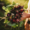 Easter Egg Radish Mix