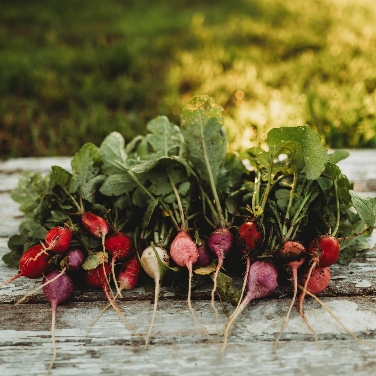 Easter Egg Radish Mix