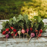 Easter Egg Radish Mix