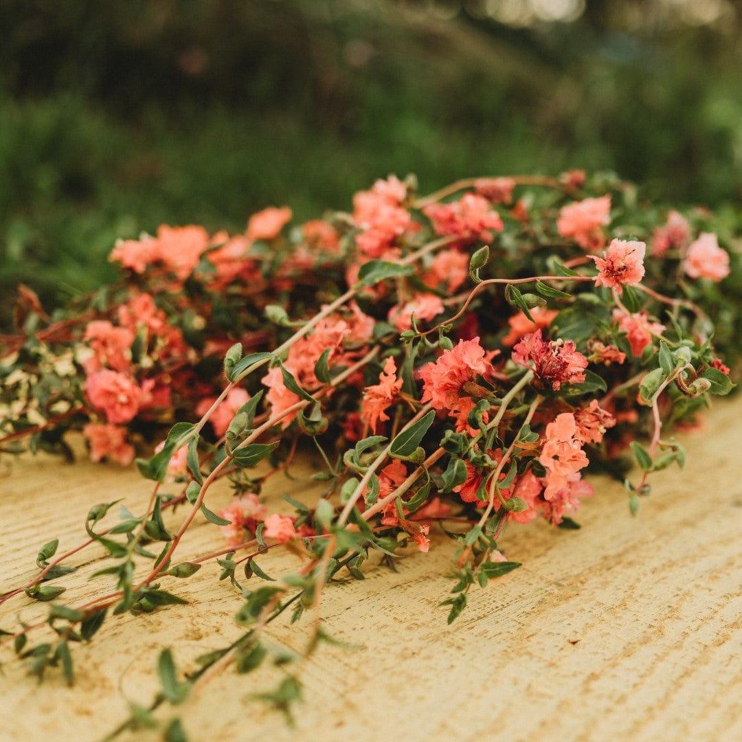 Elegant Light Salmon Clarkia (Mountain Garland)