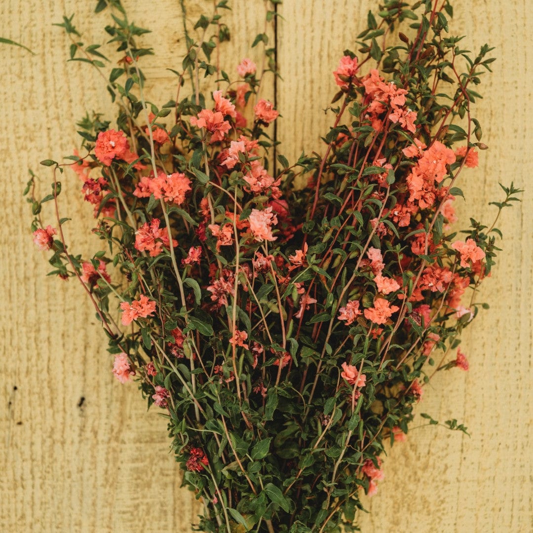 Elegant Light Salmon Clarkia (Mountain Garland)