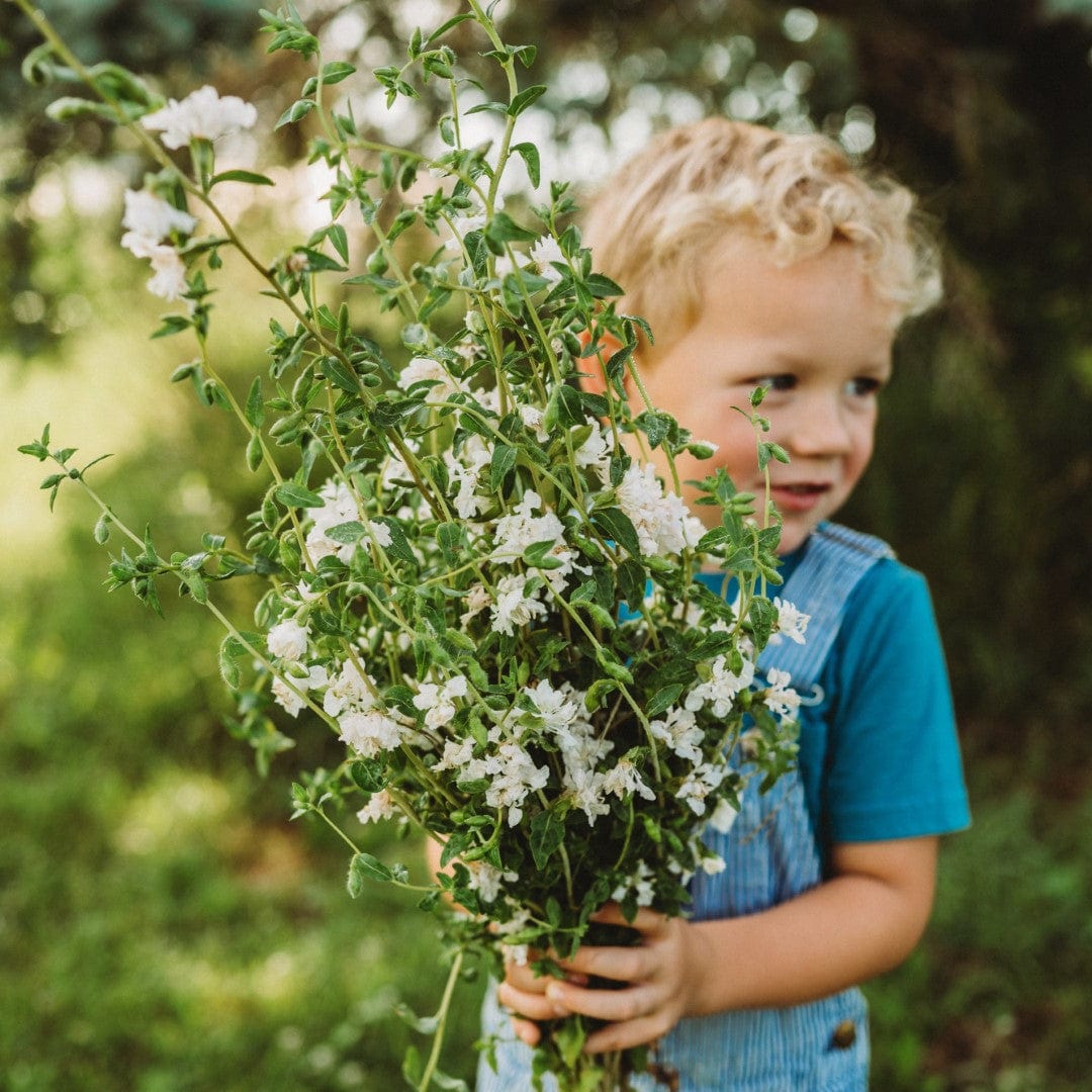 Elegant White Clarkia (Mountain Garland) - Thresh Seed Co.