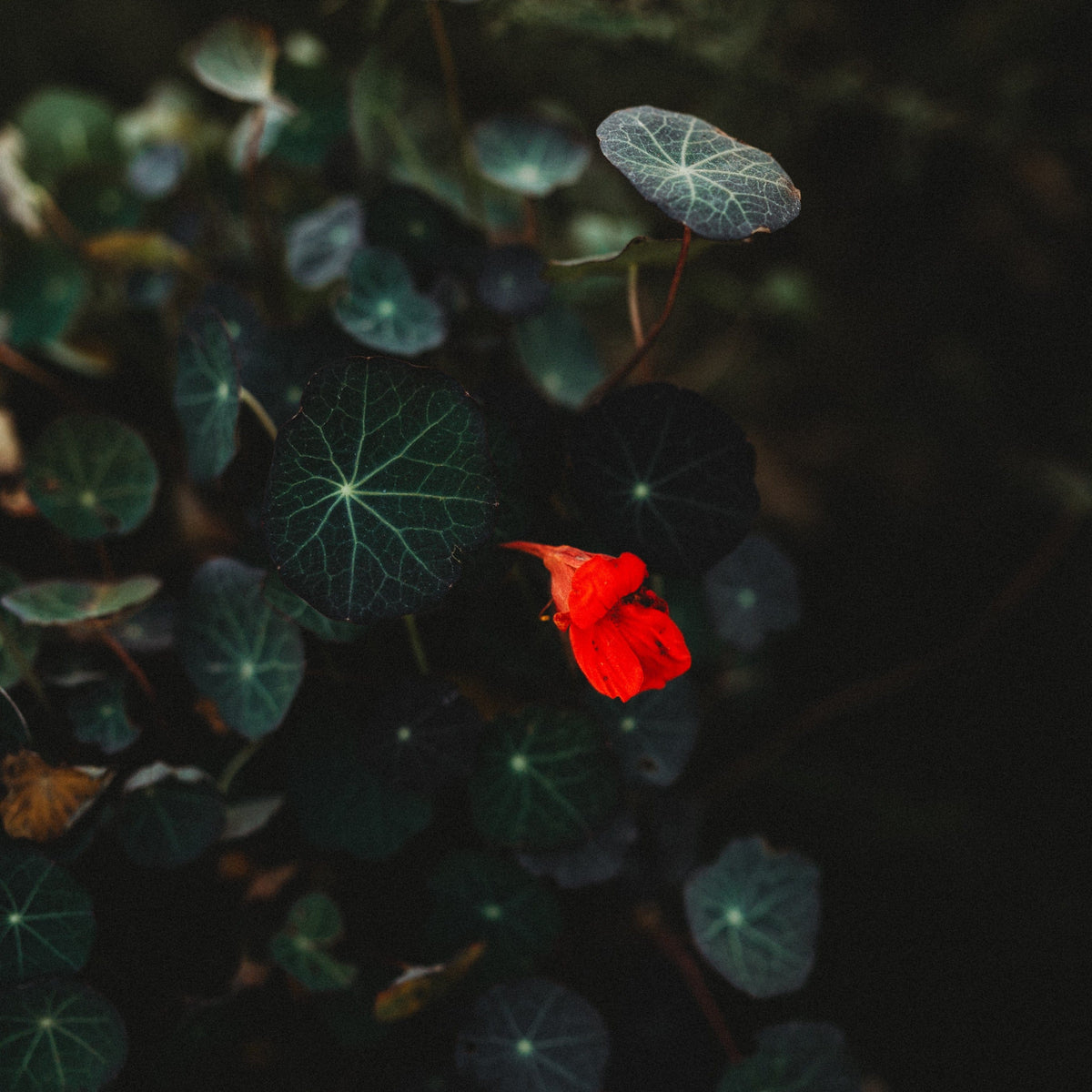Empress of India Nasturtium