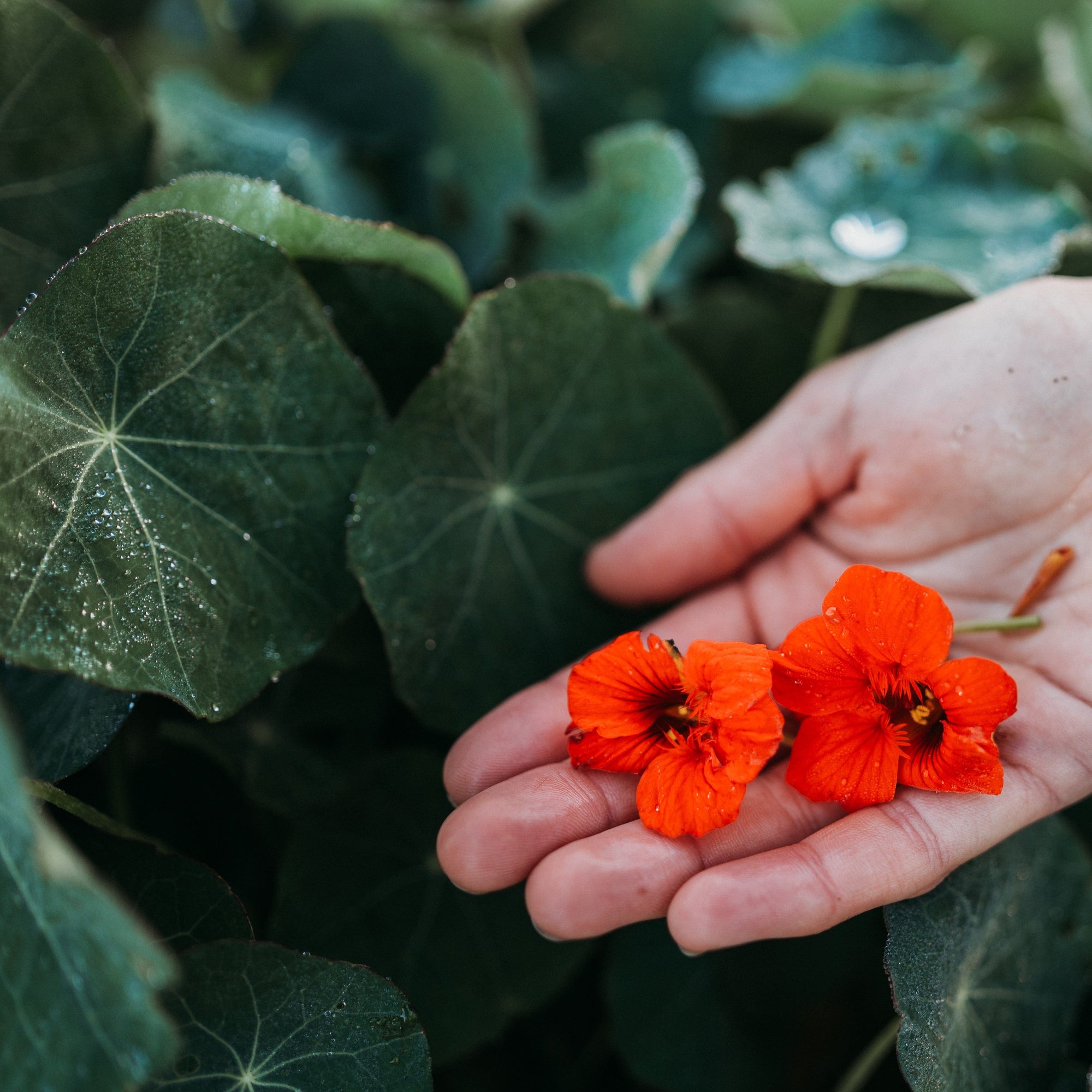 Empress of India Nasturtium